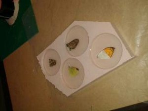 This shows the butterflies in the mould after resin casting, some butterflies would float to the top of the resin due to them being so light.
